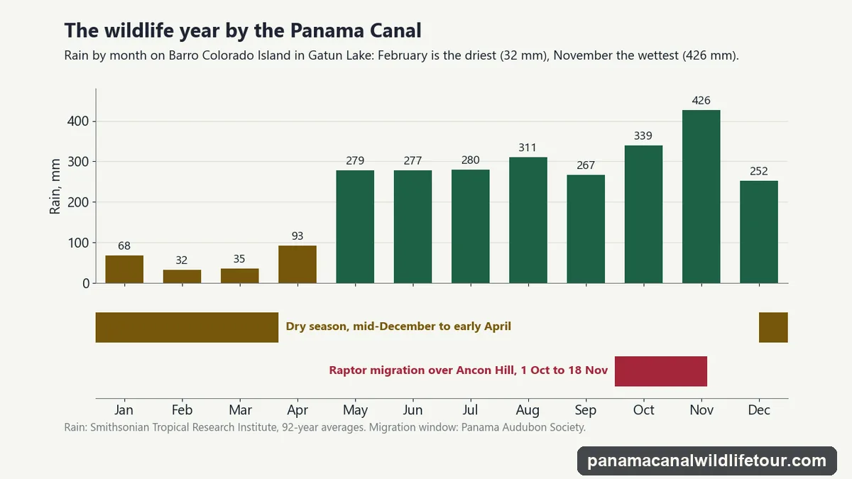 Chart of the wildlife year by the Panama Canal: average monthly rain on Barro Colorado Island in Gatun Lake, January 68 mm, February 32, March 35, April 93, May 279, June 277, July 280, August 311, September 267, October 339, November 426 and December 252, with the dry season from mid-December to the end of April and the raptor migration over Ancon Hill from 1 October to 18 November